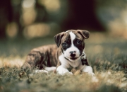 爱游戏世界杯2026-鹈鹕展翅压制群狼，武切维奇化身关键先生定乾坤