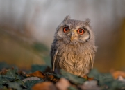 爱游戏官方入口-莱万关键一击定乾坤，苏格兰稳扎稳打力克沙特