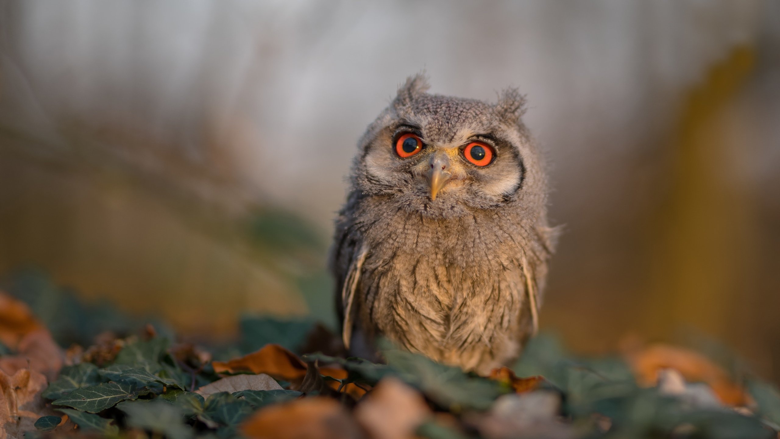 莱万关键一击定乾坤,苏格兰稳扎稳打力克沙特